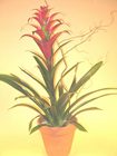 Bromeliad